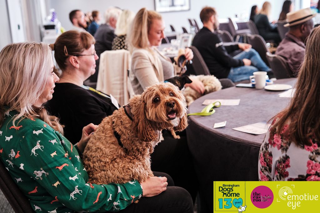 Birmingham Dogs Home Is Launching A New Business Patrons Club To Help Local Caring Companies Stand Out From The Pack 1 dogs Birmingham Dogs Home Is Launching A New Business Patrons Club To Help Local Caring Companies Stand Out From The Pack