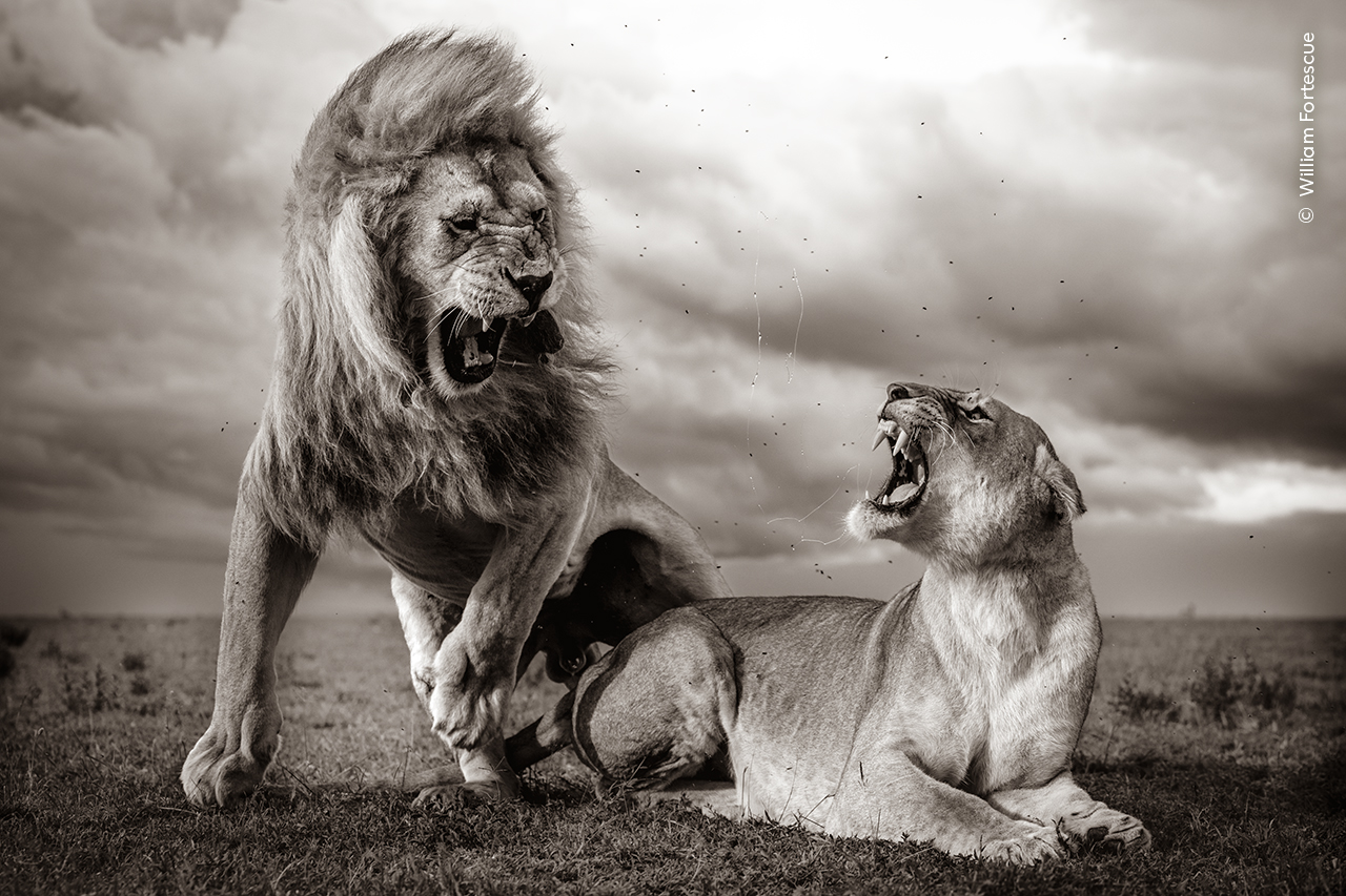 © William Fortescue, Wildlife Photographer of the Year
