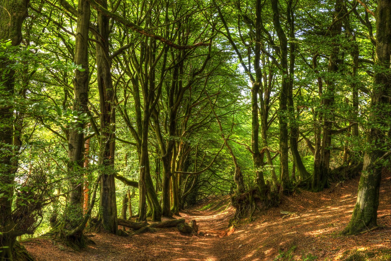 Kinver woods PR