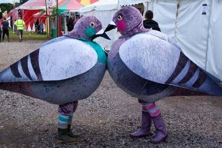 Pigeons!